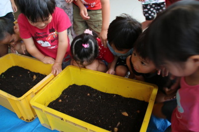 カブトムシの幼虫をプレゼント2