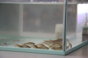 カワバタモロコの写真