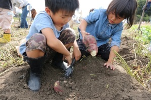 令和元年サツマイモ収穫祭の写真3