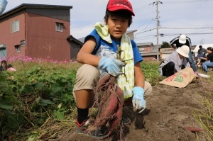 令和元年サツマイモ収穫祭の写真4