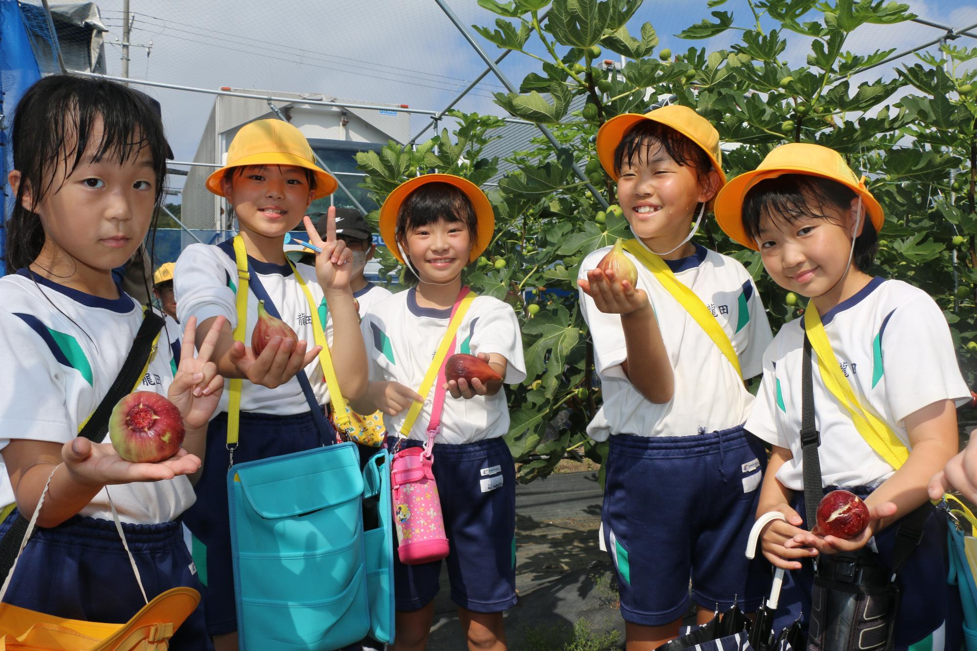 いちじく畑見学1
