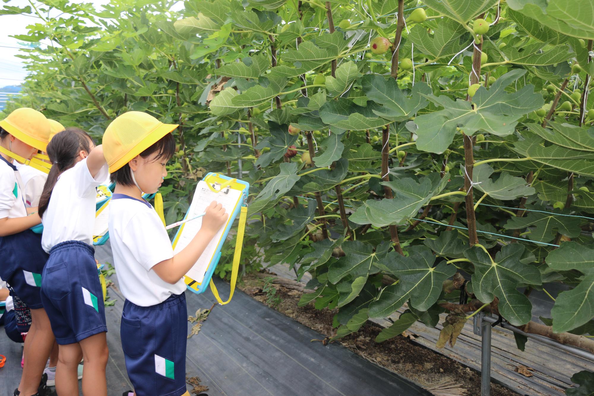 いちじく畑見学3