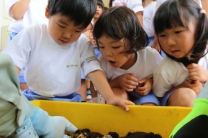 カブトムシの幼虫をプレゼント
