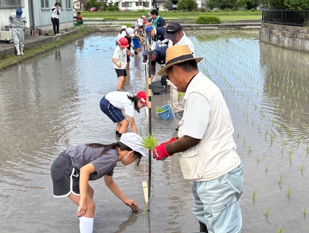 田植え