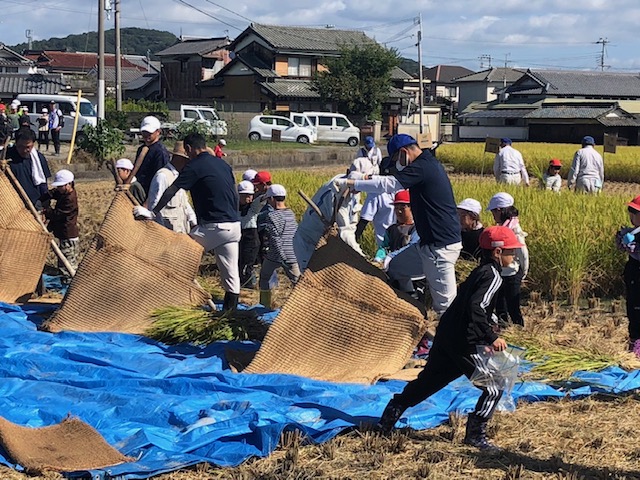 斑鳩小稲刈り